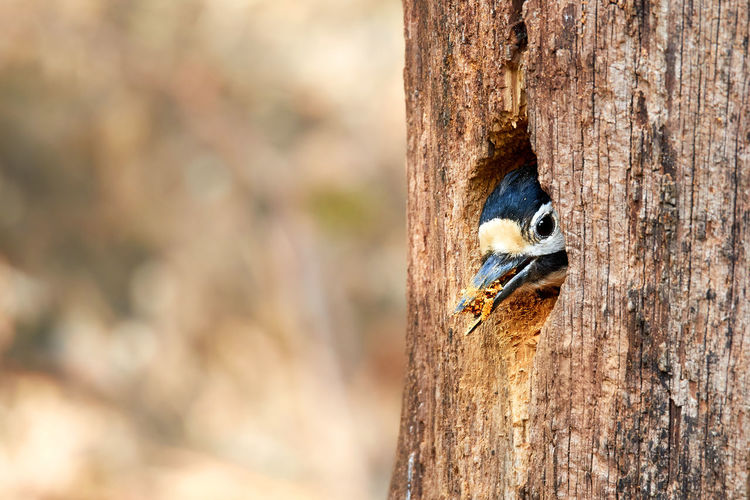 Great spotted woodpecker builds breeding cave in a tree trunk
