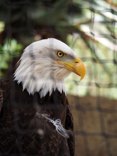 Close-up of eagle against blurred background