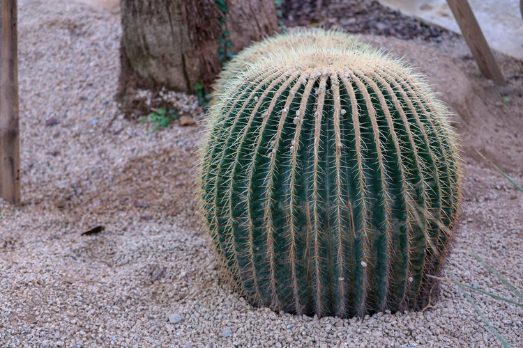 Close-up of cactus plant on sand