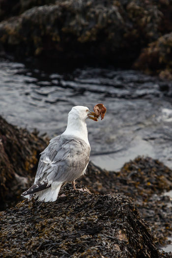 Seagull with crab