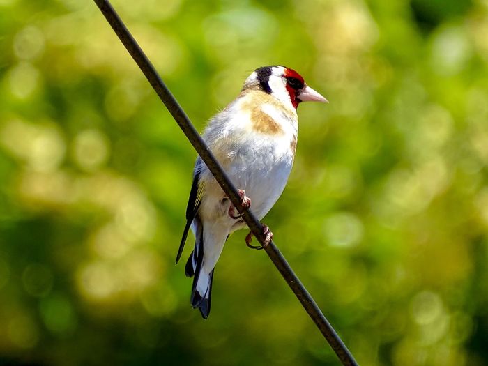 Beautiful goldfinch bird perched on a wire in the summer sunshine