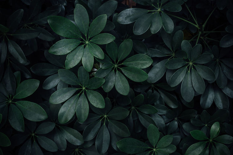 Full frame shot of fresh green leaves