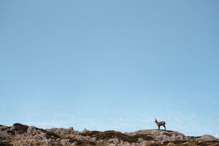 Side view of horned mammal standing on rock against sky