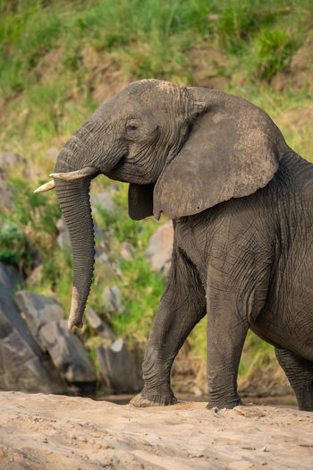 Close-up of african elephant climbing sandy riverbank