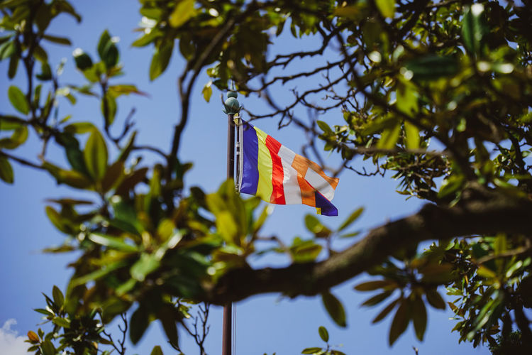 Low angle view of flags hanging on tree against sky