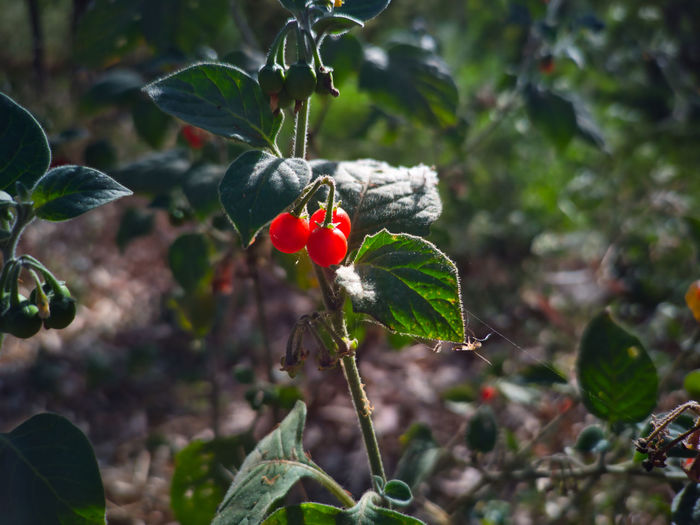 fruit