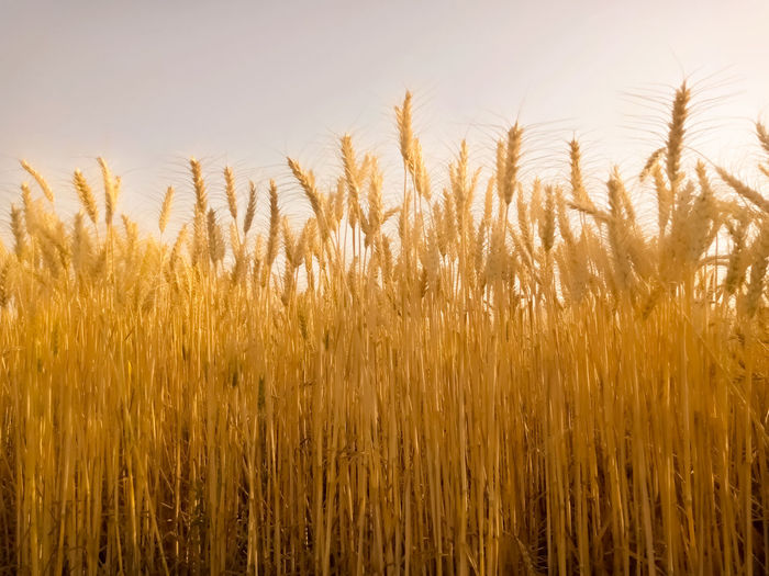 Close-up of wheat field against sky
