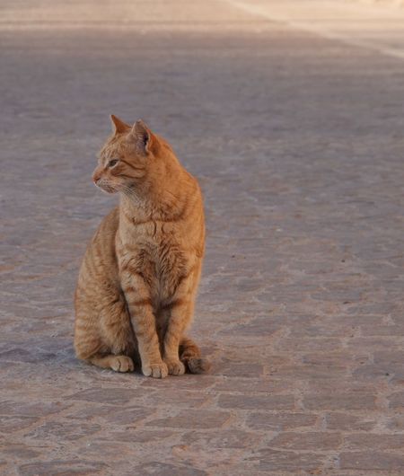 Ginger stray cat looking away