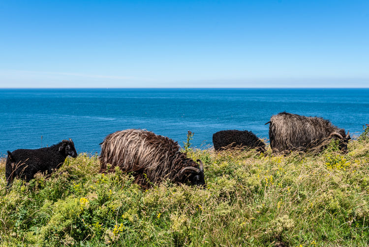 Sheep on mountain by sea against clear blue sky