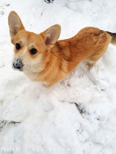 Close-up of dog on snow