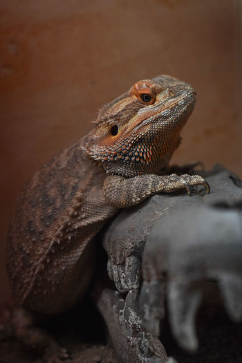 Close-up of a lizard