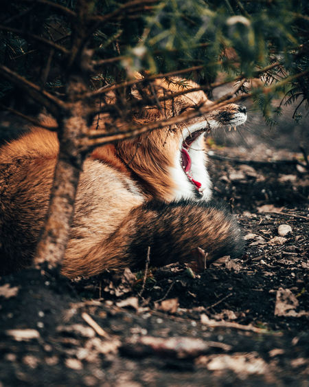 Fox yawning on field