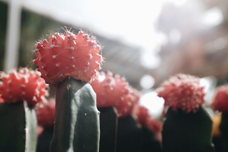 Close-up of red cactus growing outdoors