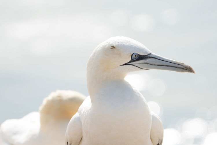 Portrait of pair of northern gannet,  two birds love in soft light, animal love behaviour.