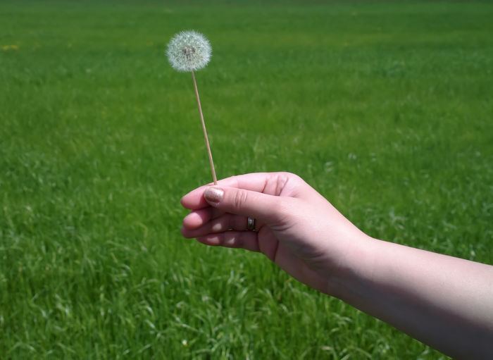 Close-up of hand holding grass on field