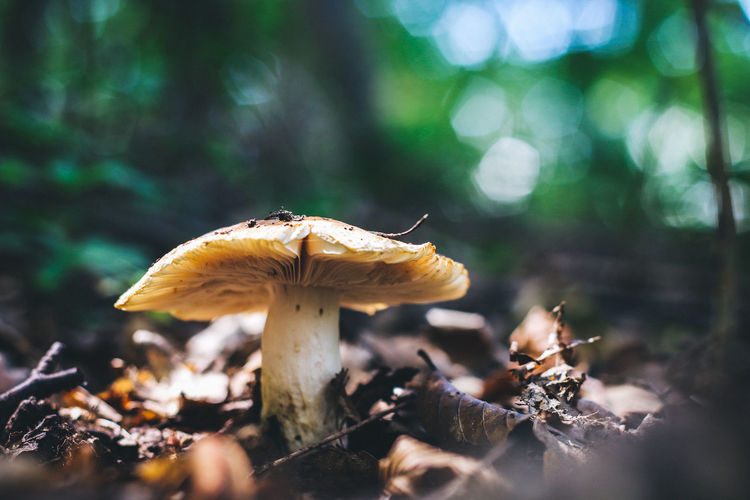 Surface level of mushroom against blurred background