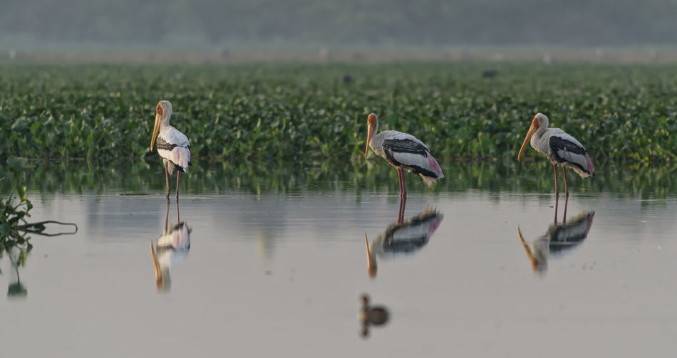 Birds perching in lake