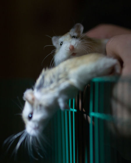 Close-up of a hamsters