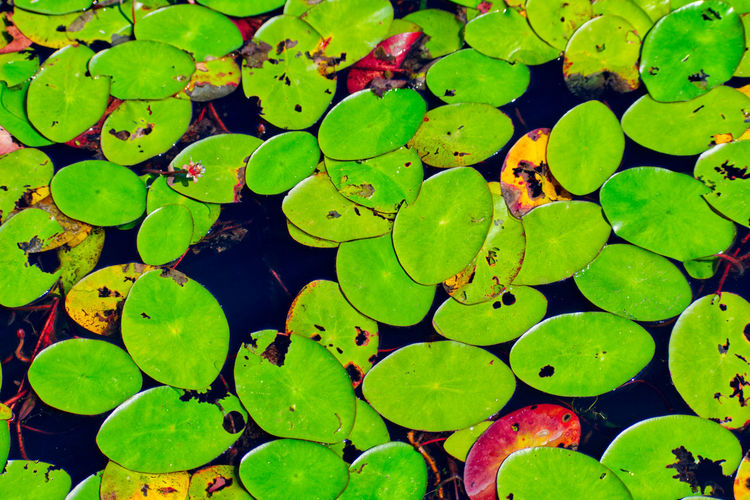 High angle view of lotus leaves floating on lake