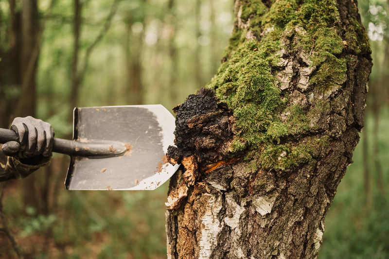 Man survivalists with a shovel in hands gathering chaga mushroom growing on the birch tree trunk