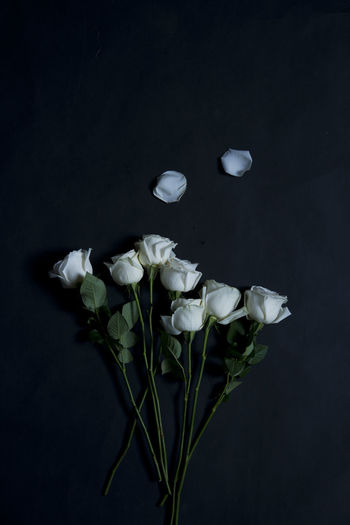 Close-up of white roses in vase against black background