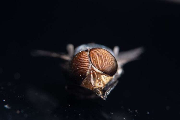 Close-up of fly over black background