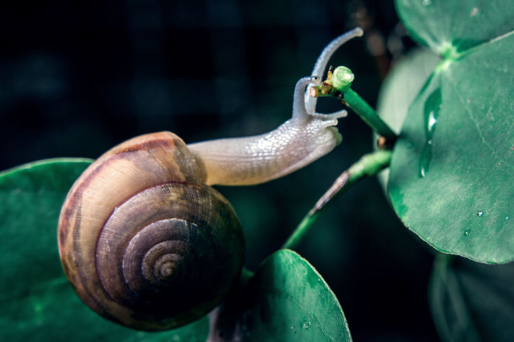 Close-up of snail on leaf