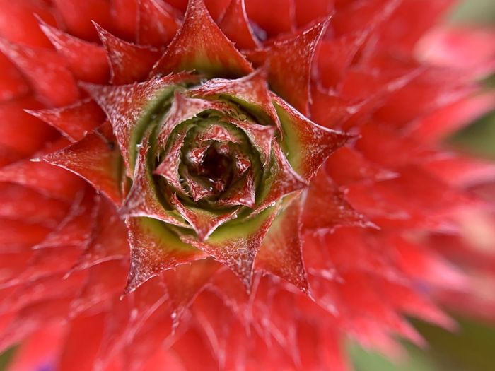 Close-up of wet red leaf
