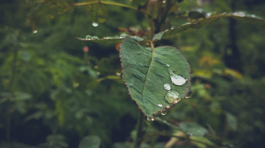 Close-up of wet plant leaves during rainy season