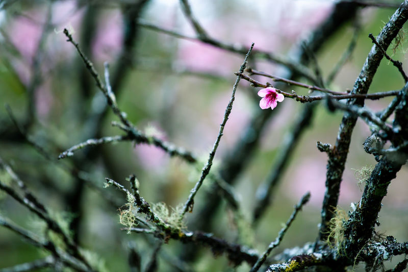 Close-up of flowering plant on tree during winter