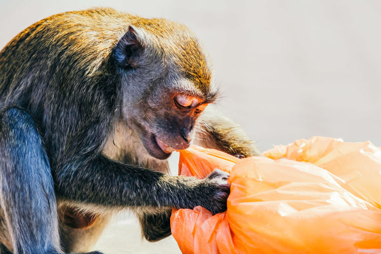 Close-up of monkey opening a plastic bag searching for food