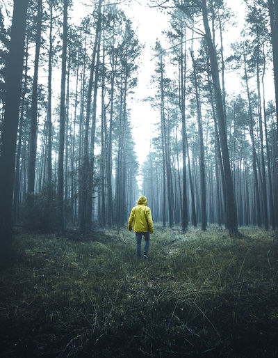 Rear view of man standing in forest