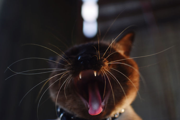 Close-up of a cat