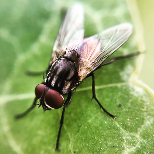Close-up of dragonfly