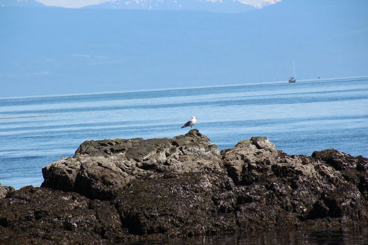 Side view of seagull perching on rock formation by sea