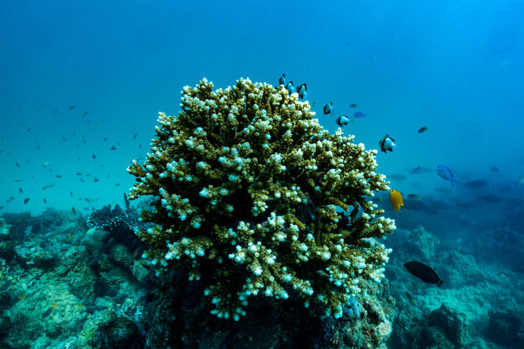 View of fish underwater