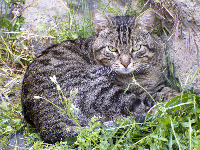 Close-up portrait of a cat