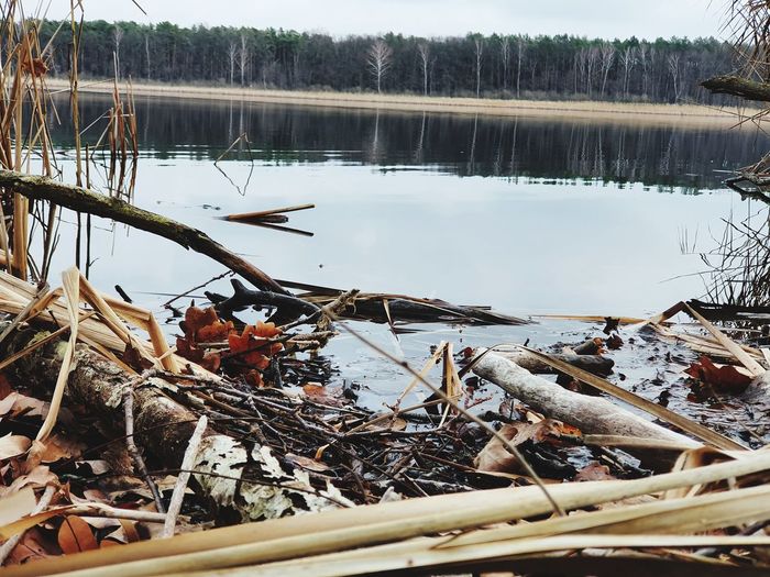Scenic view of lake by trees during winter