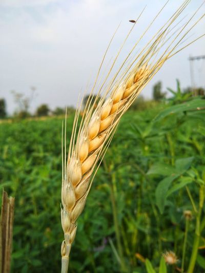 Close-up of wheat crops on field against sky