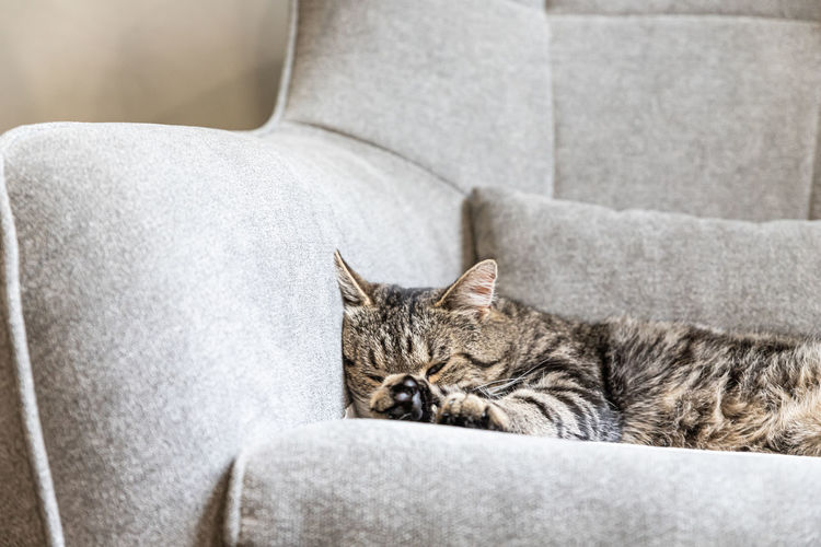 Cat sleeping on sofa