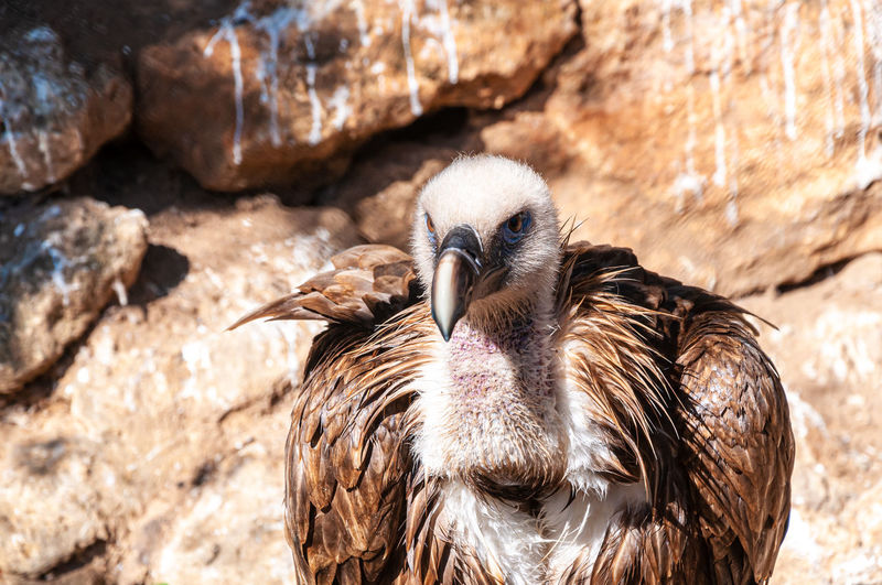 Close-up of a vulture