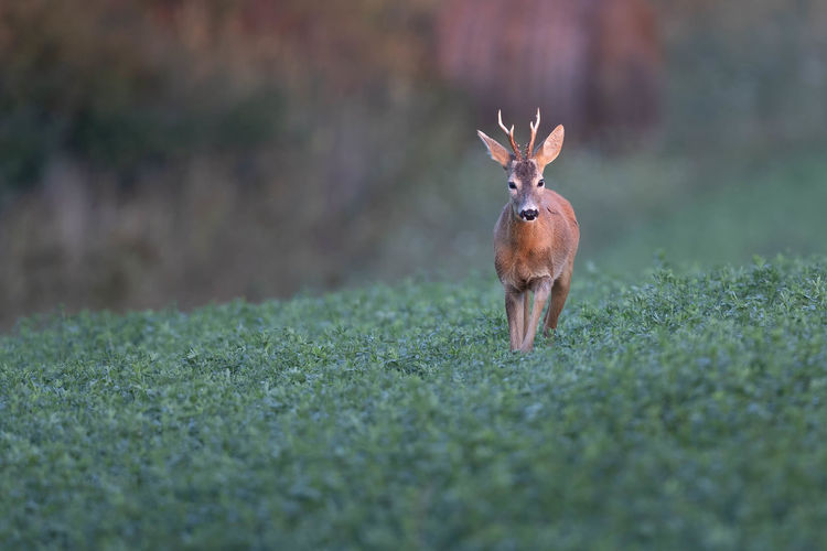 Roe deer buck capreolus capreolus walking through the green meadow