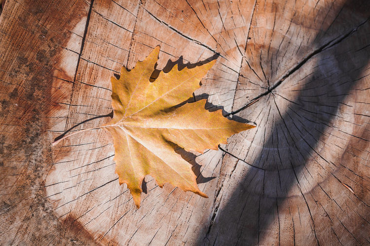High angle view of maple leaf on tree stump
