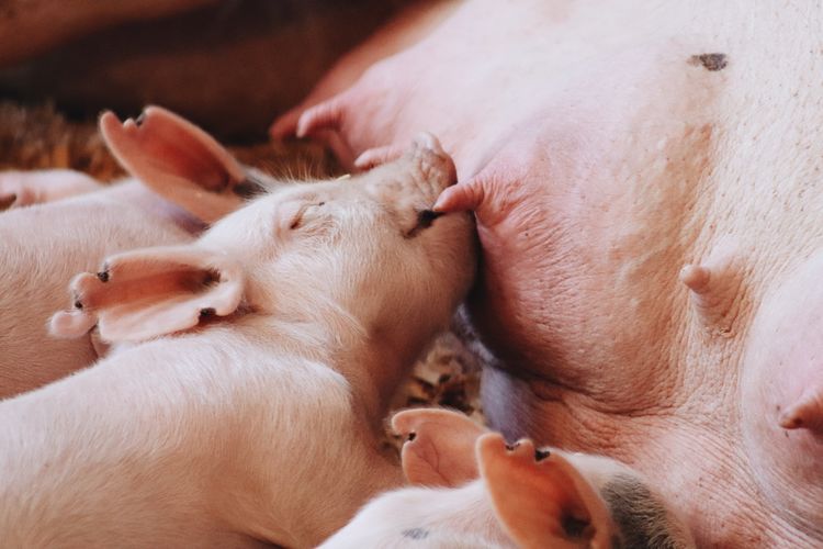 Close-up of baby pig nursing