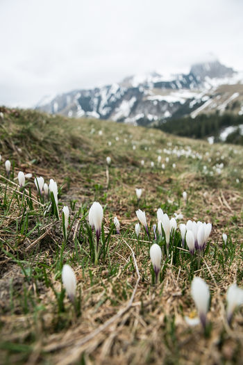 Close-up of white flowers on field during winter