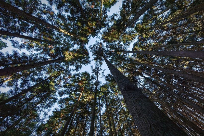 Low angle view of trees in forest