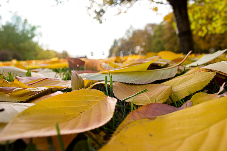 Close-up of yellow autumn leaves on land