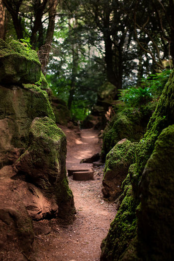 Footpath amidst rocks in forest