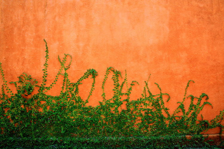 Close-up of green creeper on wall