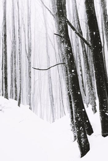Close-up of snow covered trees in forest